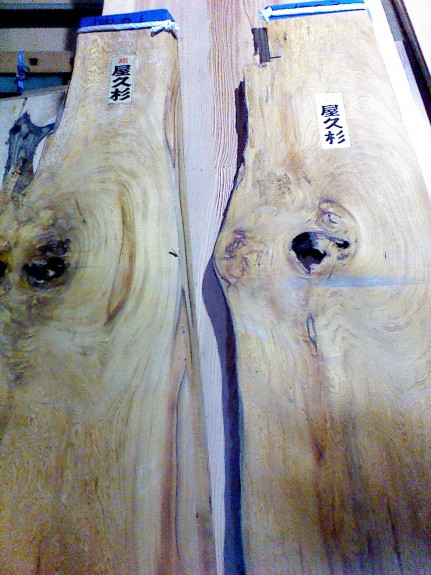 1000年の時を越えてきた『屋久杉』