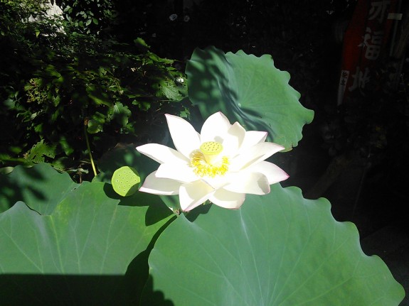 IMG_20140801_082104[1]